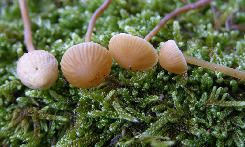 Galerina da determinare n33(2007)